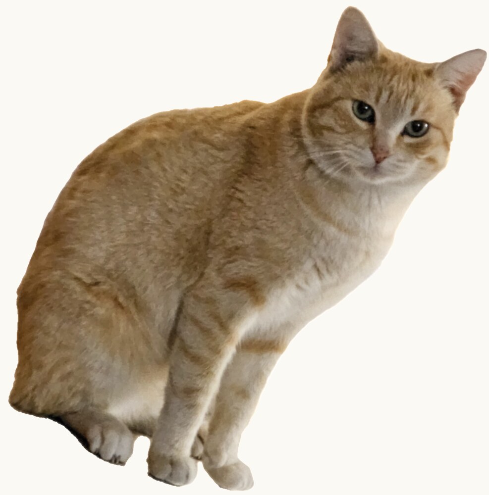 Blanquito