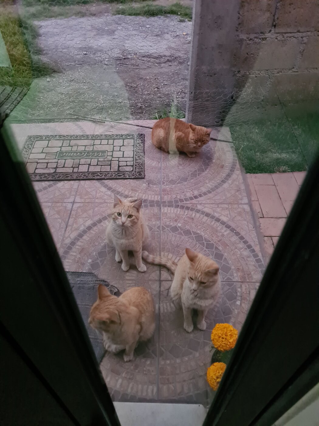 Blanquito con su pandilla callejera en el patio