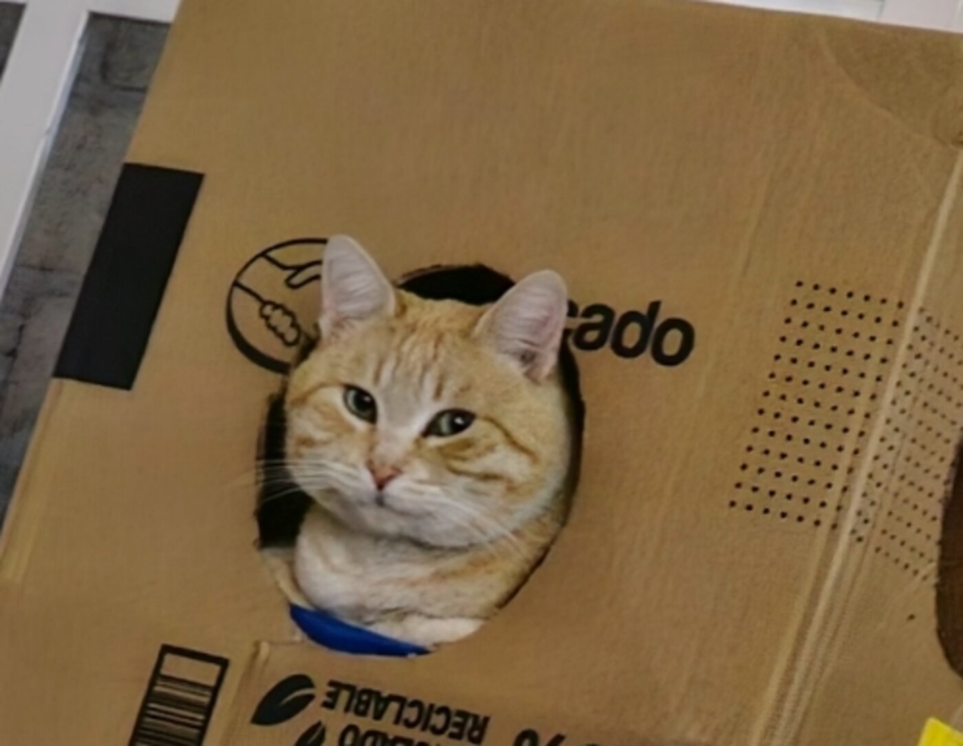 Blanquito asomándose por el hoyo de una caja de cartón