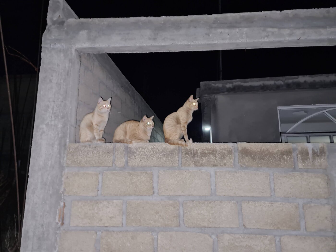 Blanquito (a la izquierda) de noche sobre la barda, junto a sus compañeros
