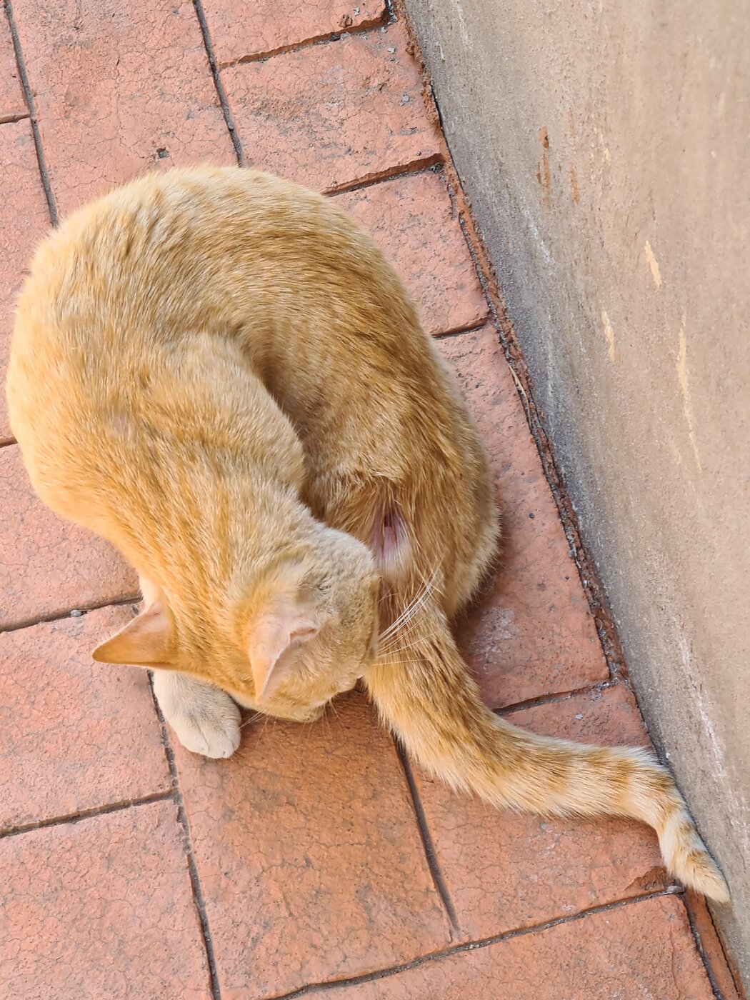 Blanquito descansando hecho bolita