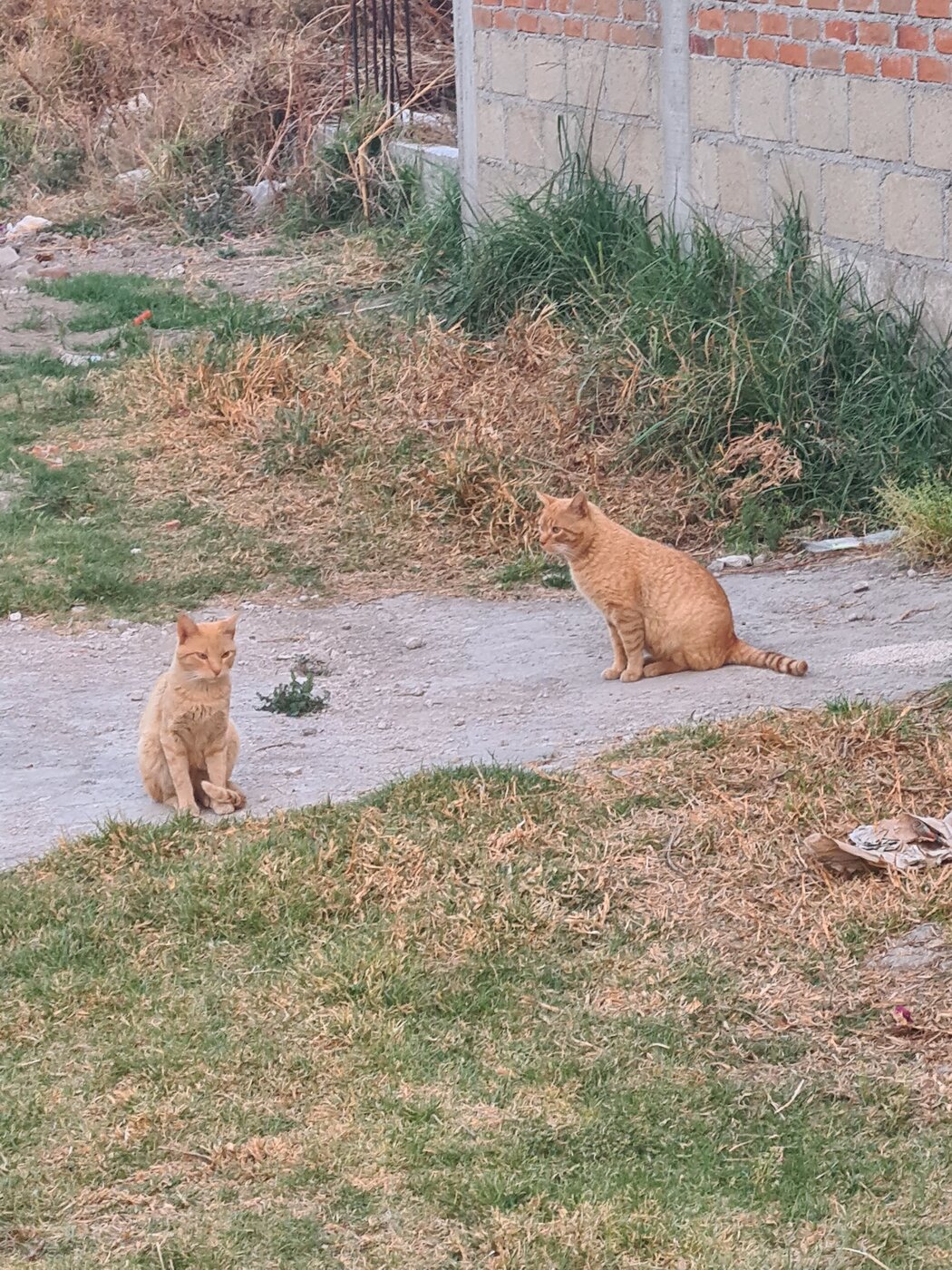 El Niño y Pecas juntos en la calle