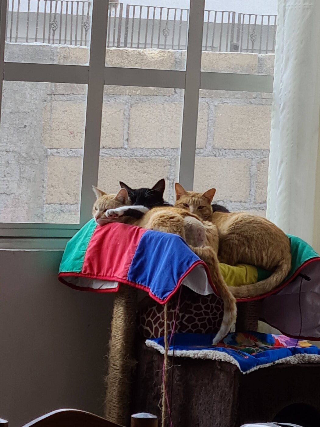 El Niño, Pecas y Keiko juntos en la torre junto a la ventana