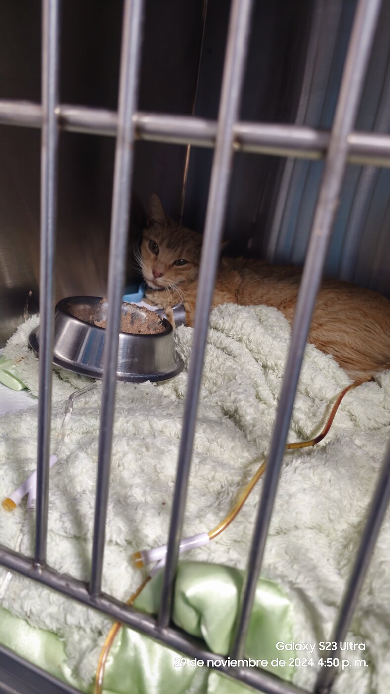 El Niño recibiendo cuidados en el veterinario