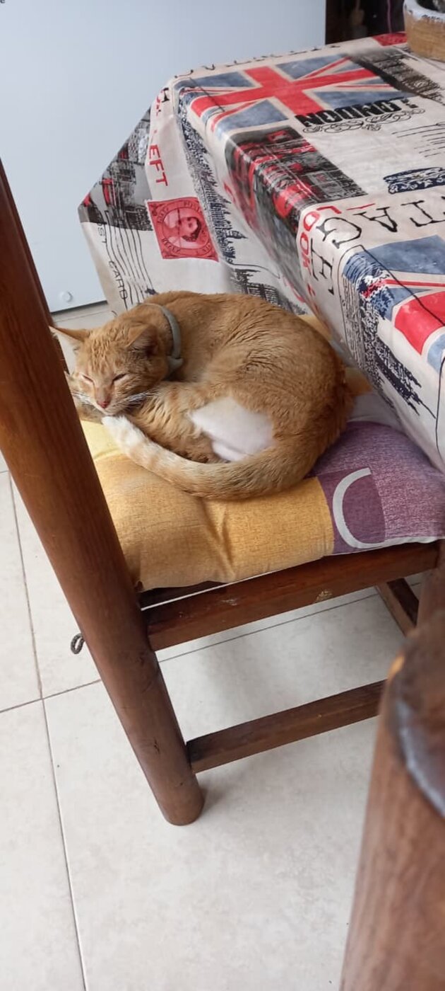 El Niño ya esterilizado, recuperándose