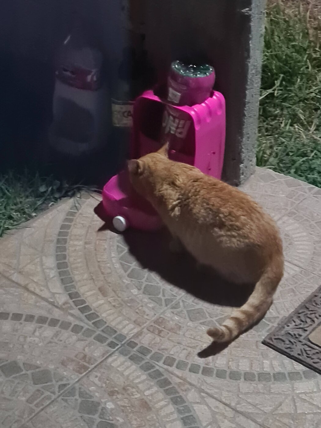 El Gordito comiendo rápido antes de marcharse