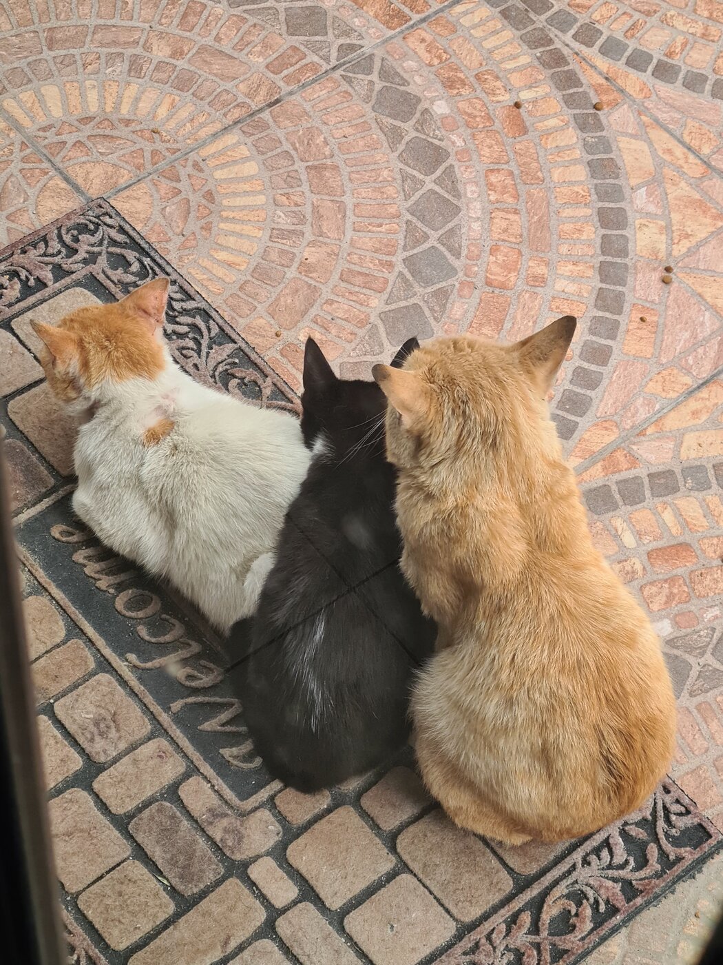 La familia de Keiko dormida en la puerta de casa