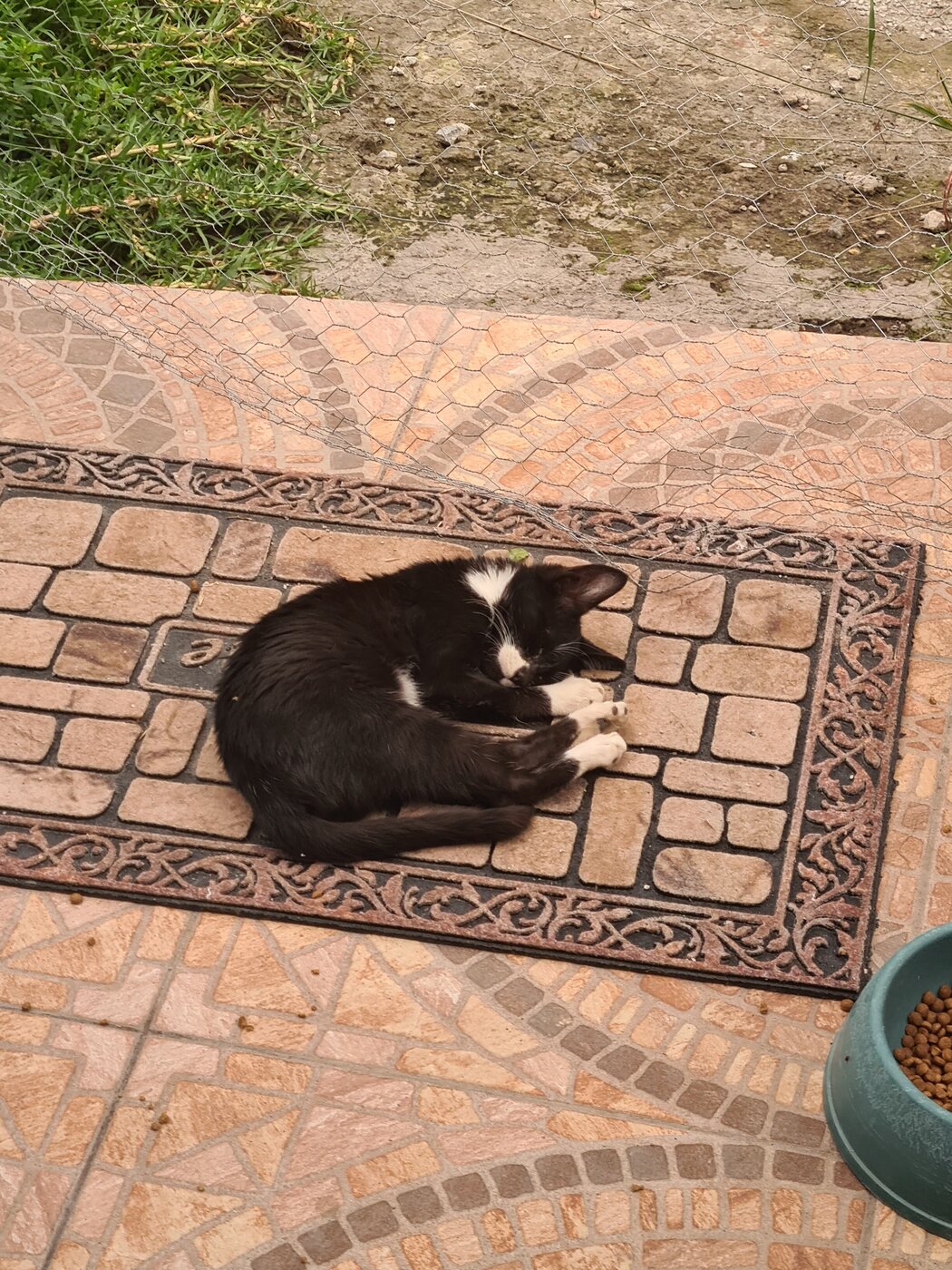Keiko dormido solo en la puerta de casa