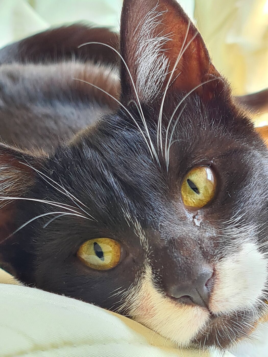 Keiko recién adoptado, ya dentro de casa