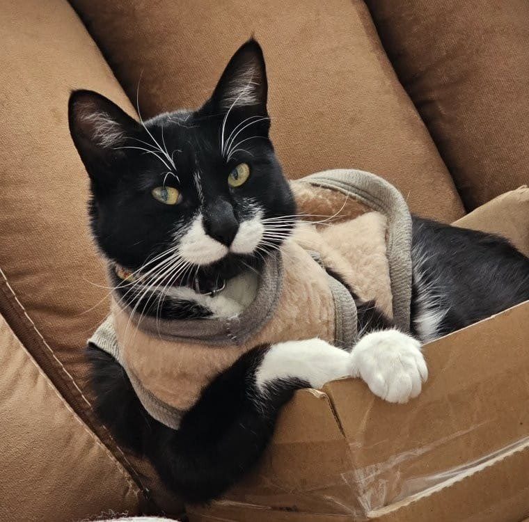 Keiko, el gato que inspira la misión de Yinkira