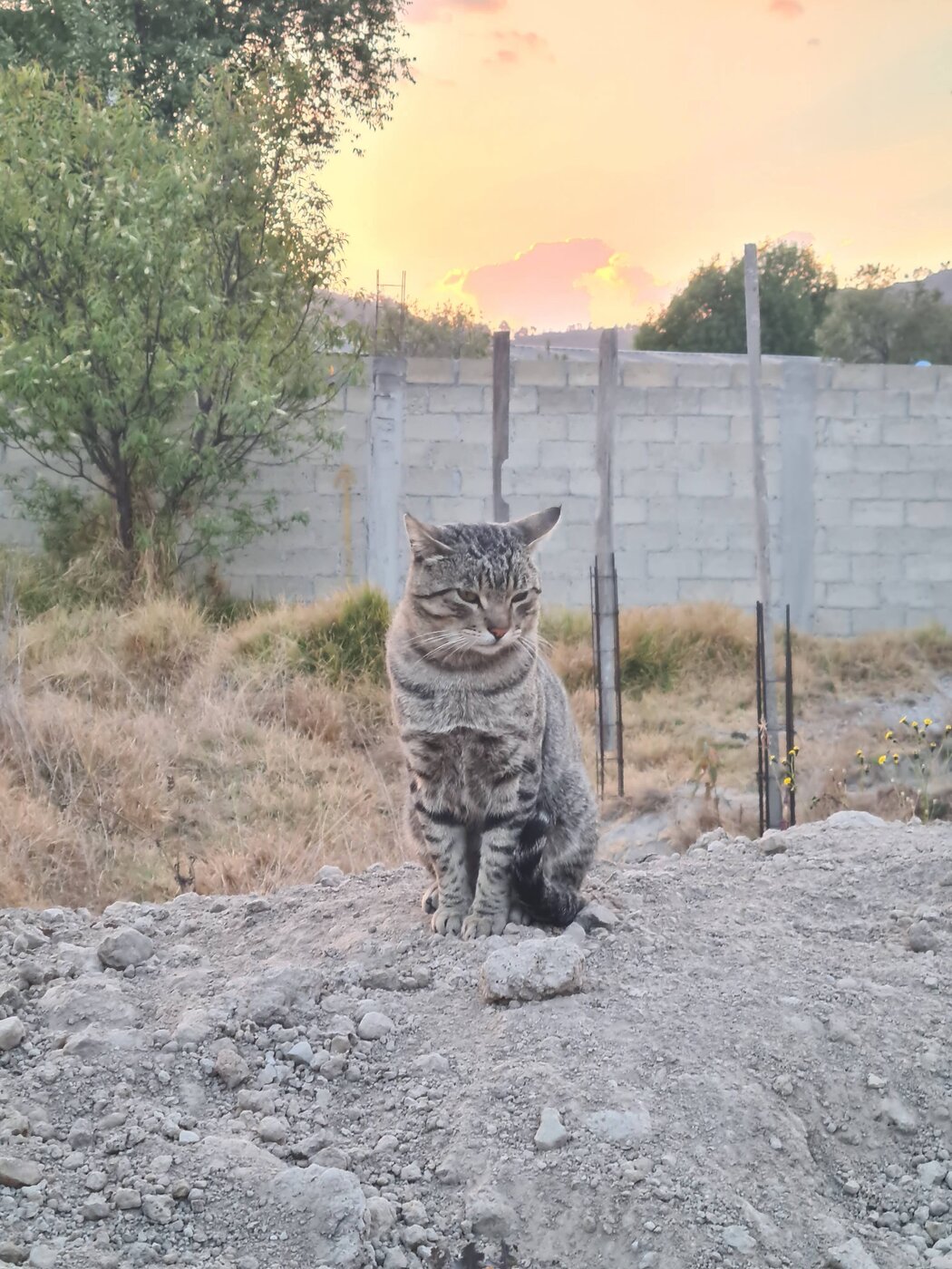 Mohamed Ali al atardecer