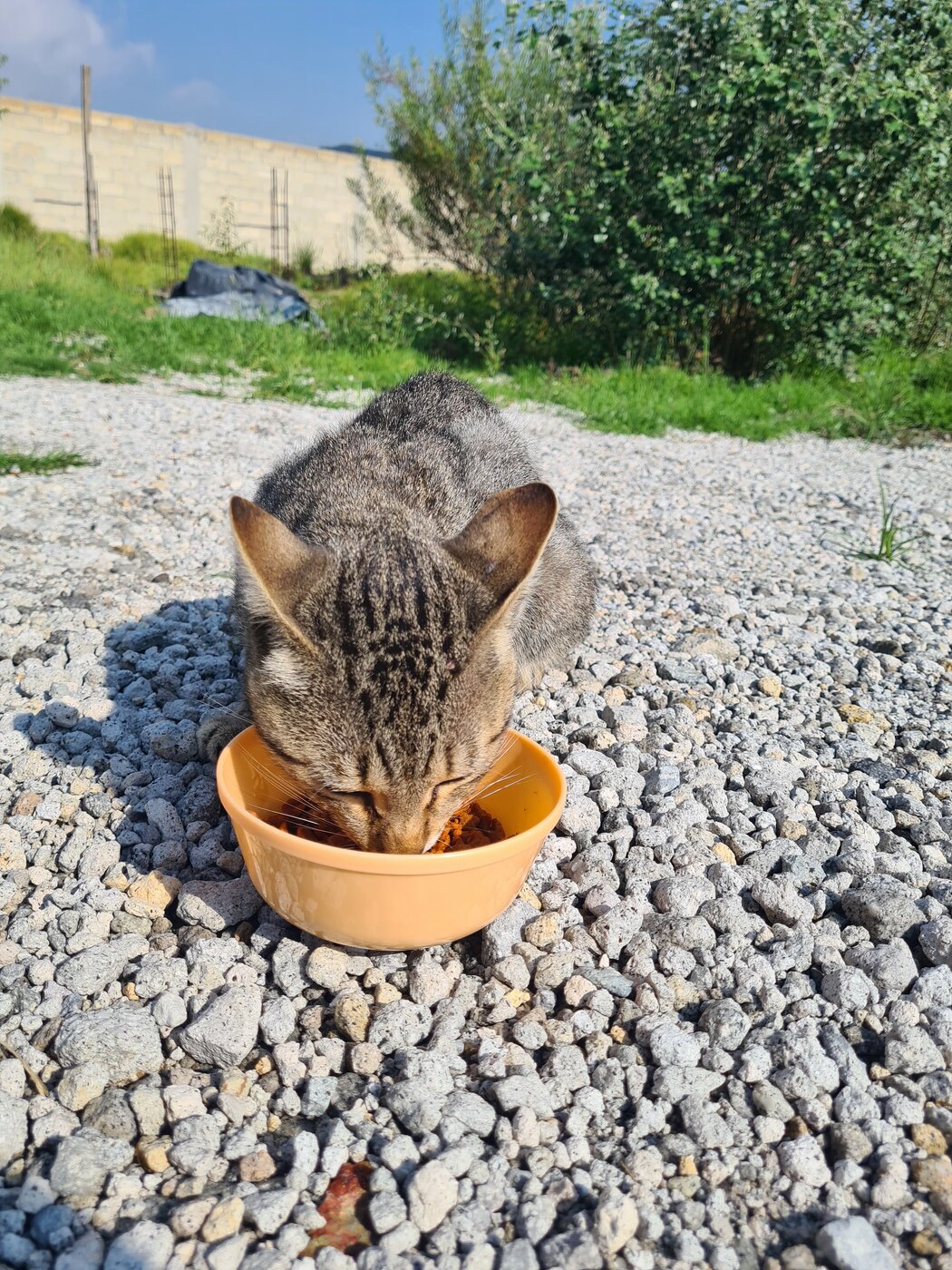 Mohamed Ali comiendo de lejos, aún desconfiado