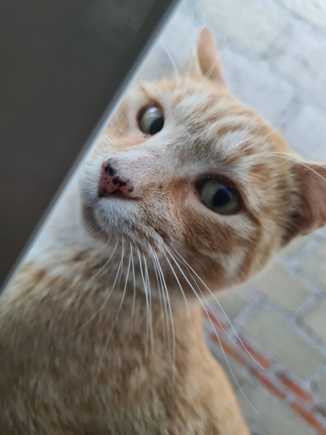 Pecas