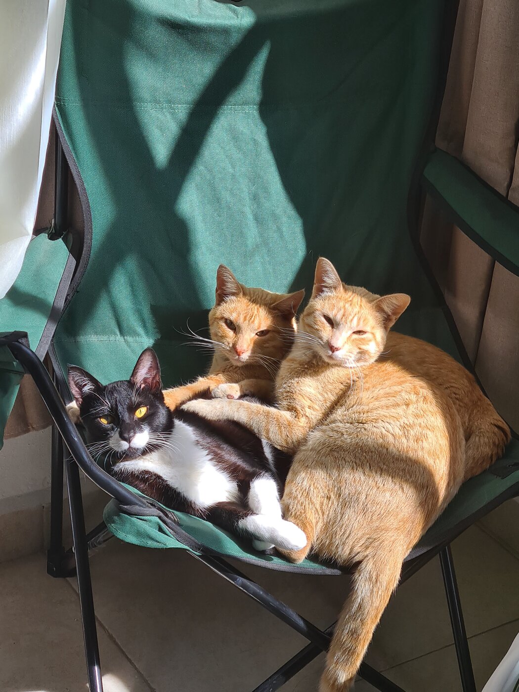 Pecas, El Niño y Keiko compartiendo una silla al sol