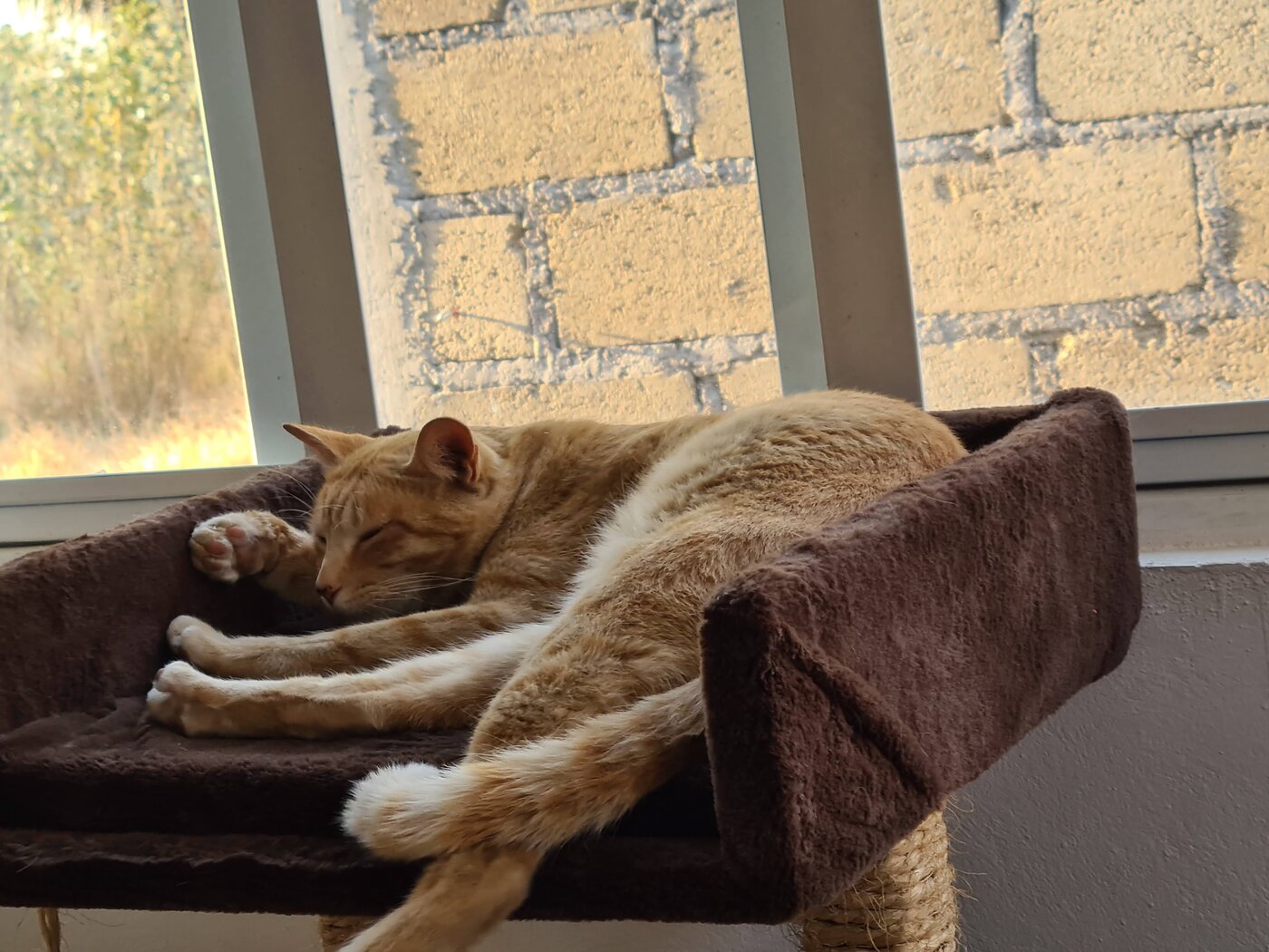 Pecas durmiendo tranquilo y seguro en casa