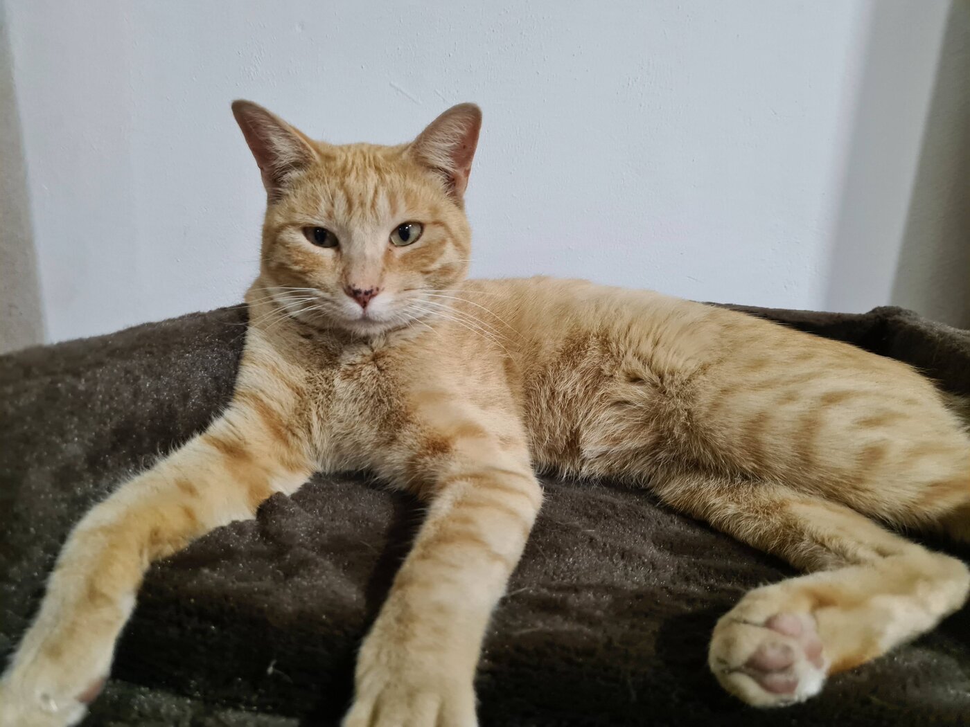 Pecas mirando confiado a la cámara