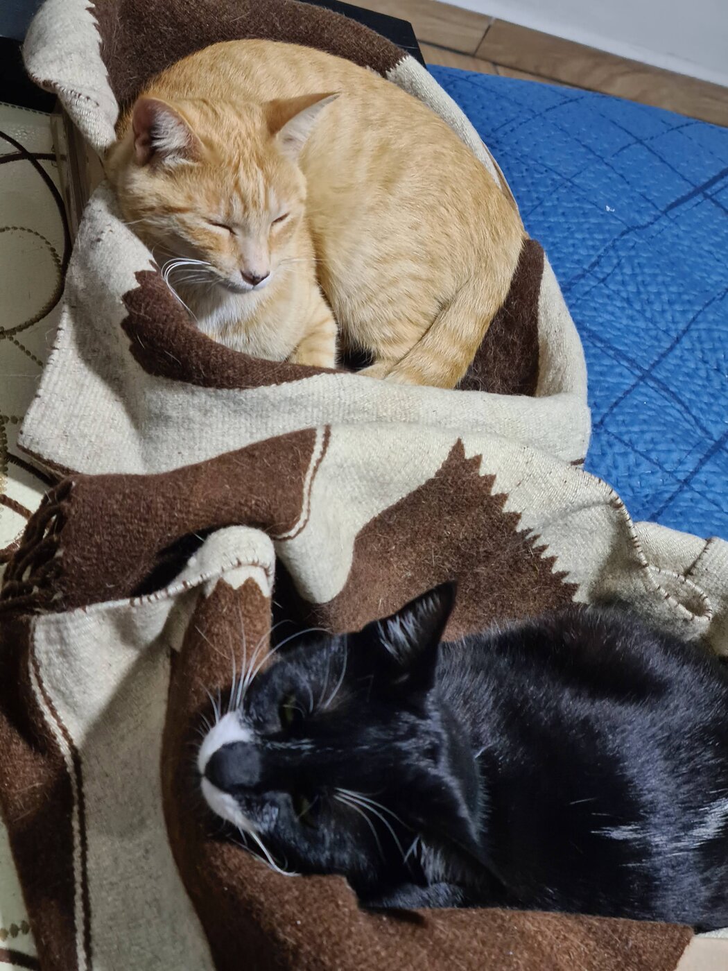 Pecas durmiendo junto a Keiko