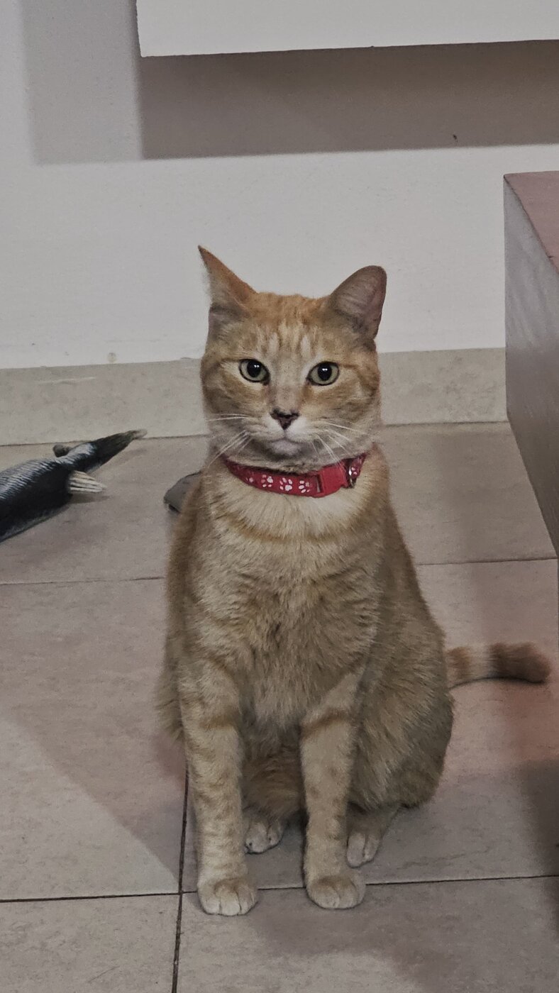 Pecas hoy, sano y feliz, con su collar