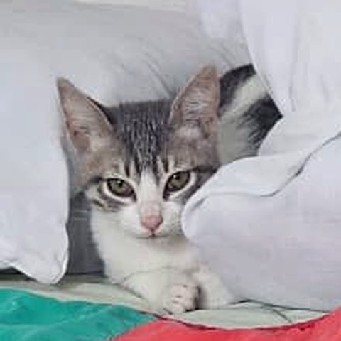 Ayanami, gatita en adopción