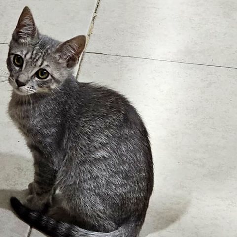 Kaworu, gatito en adopción