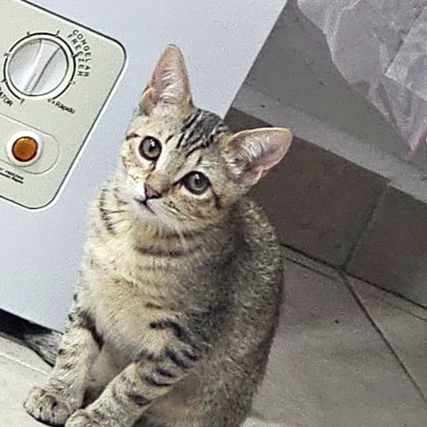 Mari, gatita en adopción