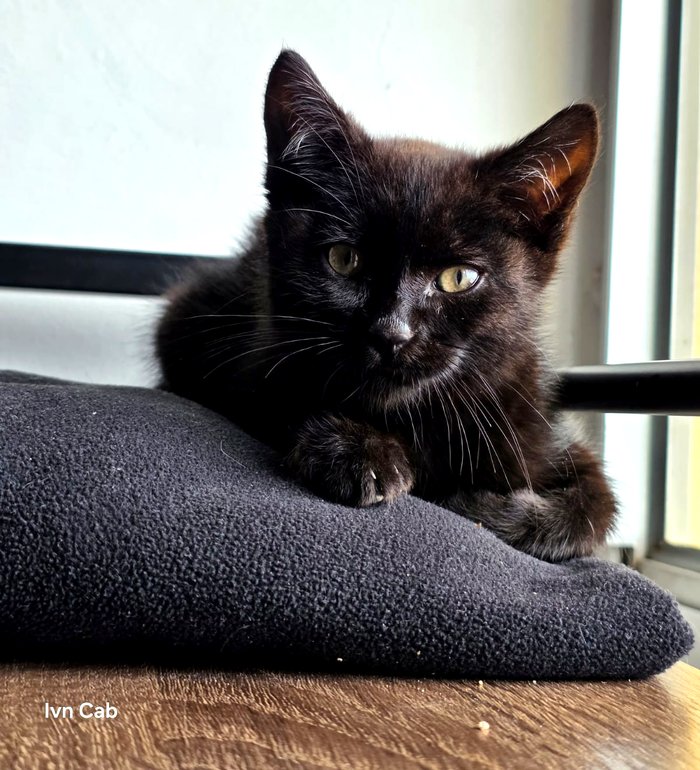 El negrito, ya adoptado, en su nueva casa