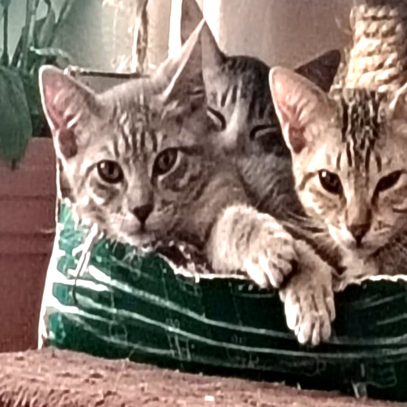Los tres hermanos juntos