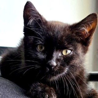El negrito, ya con su familia