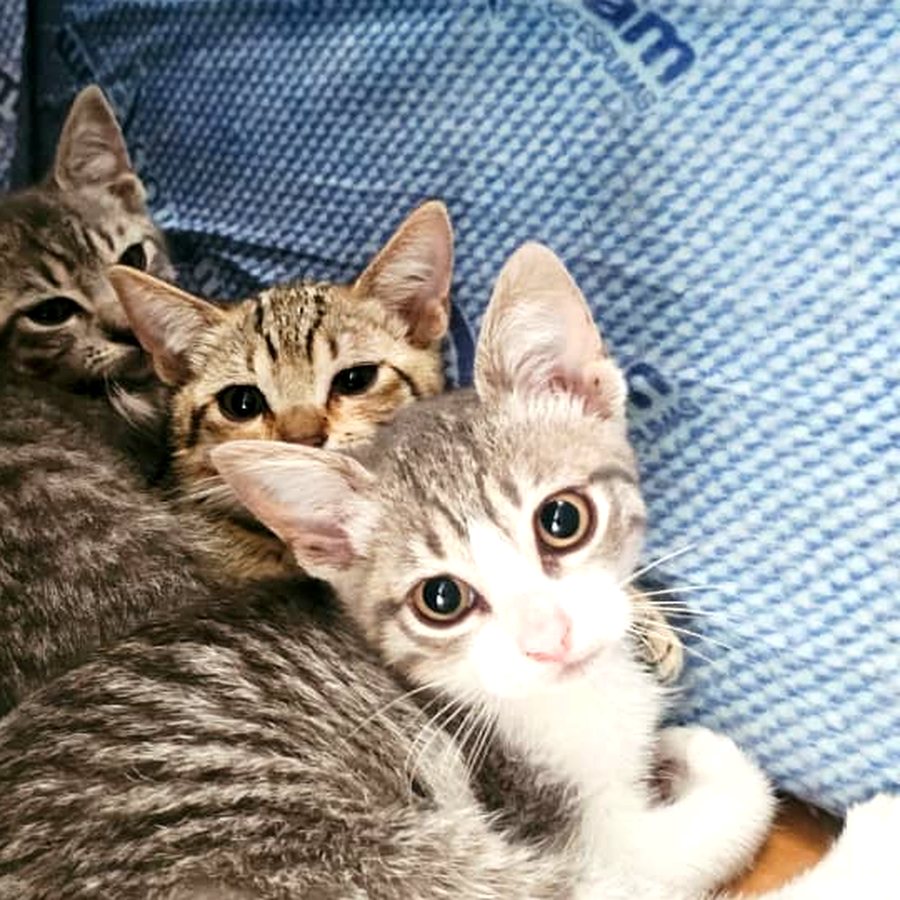 Los gatitos de la camada, juntos