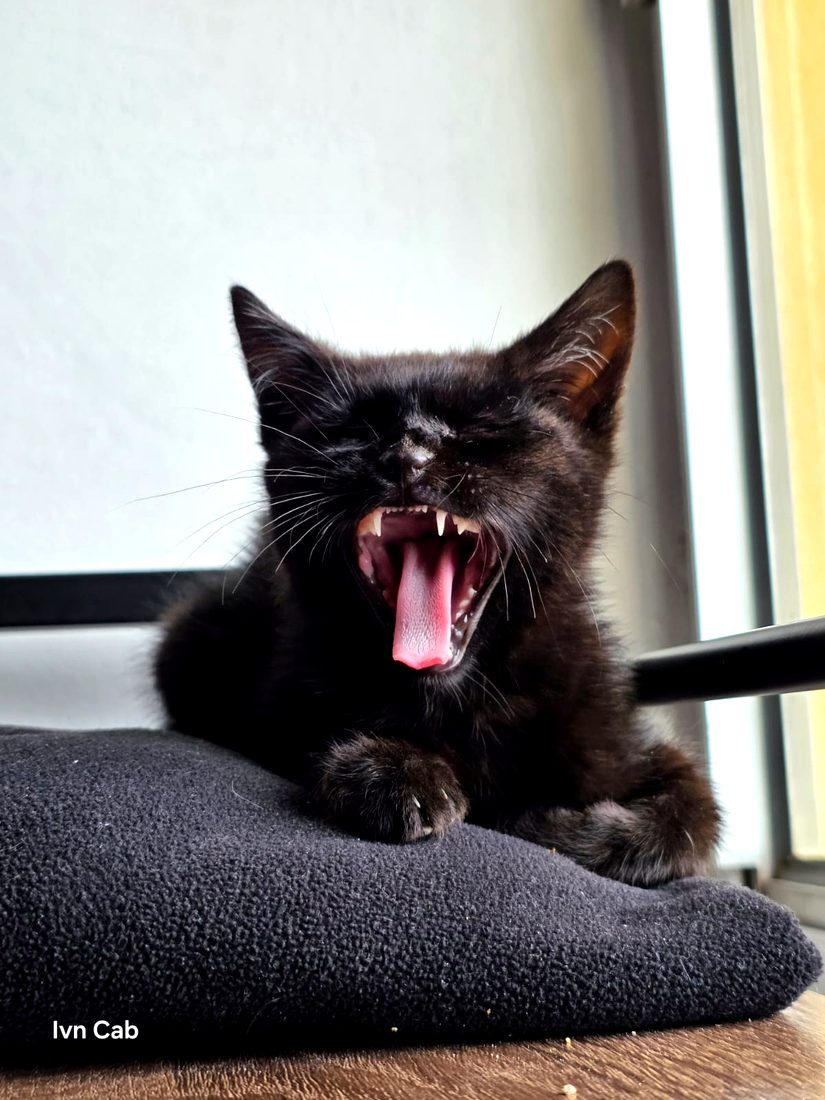 El negrito bostezando en su casa
