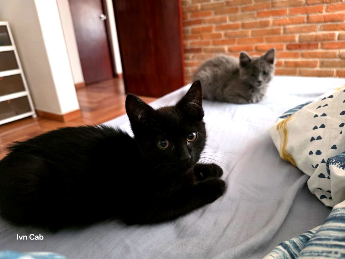 El negrito acostado en la cama